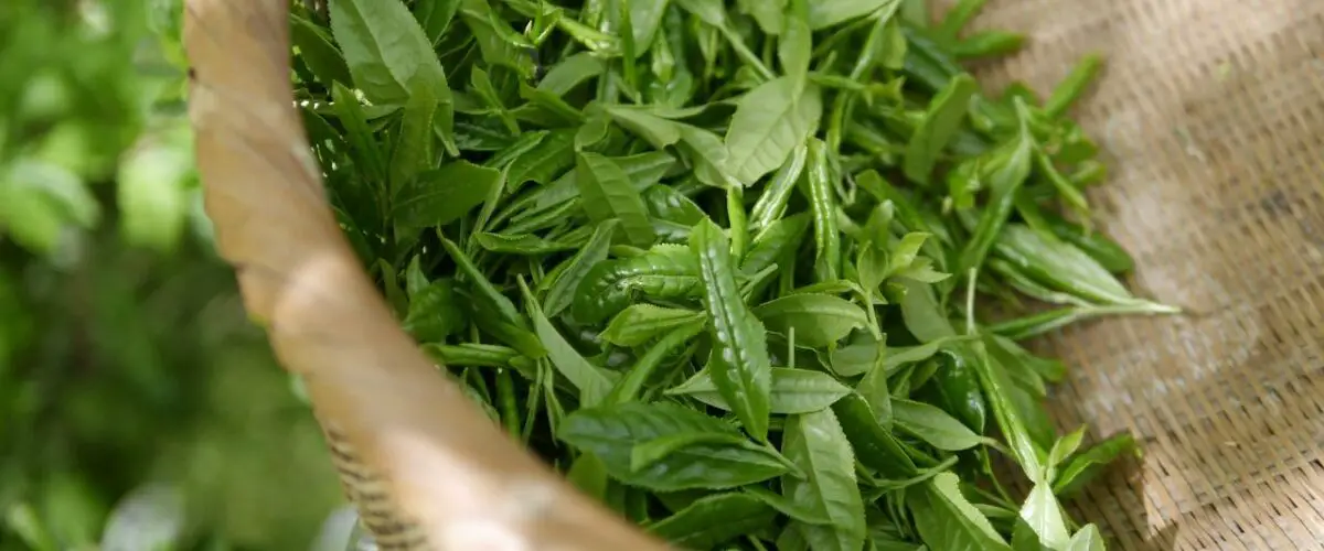 zielona herbata w torebkach czy liściasta